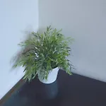 Pensiune Artist *